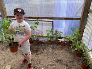 Growing tomatoes